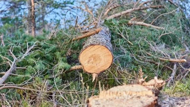 Madhya Pradesh Asked to Plant 7,000 Trees After 700 Trees Were Cut for Stadium